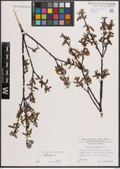 Foto von Salix eleagnos Scop.